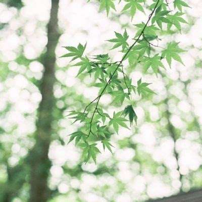 通天箓手游下载