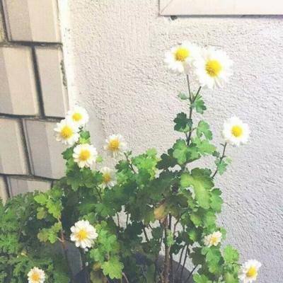 二战世界变态版下载